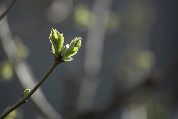 Enfoque Selectivo Hojas Jóvenes Cerezo Corneliano Sobre Una Rama Árbol — Foto de Stock