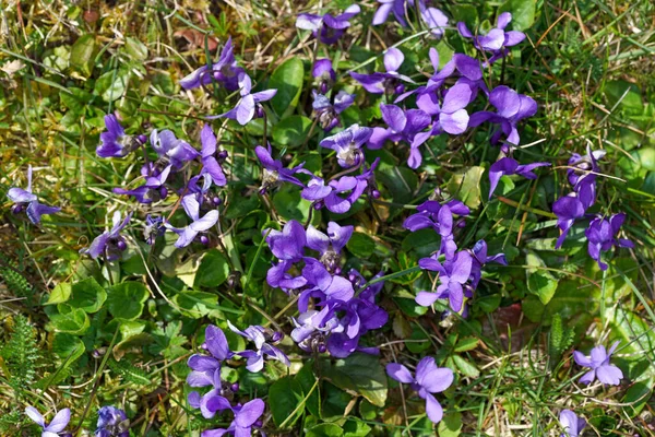 Closeup Shot Blooming Sweet Violet Flowers — Stock Photo, Image