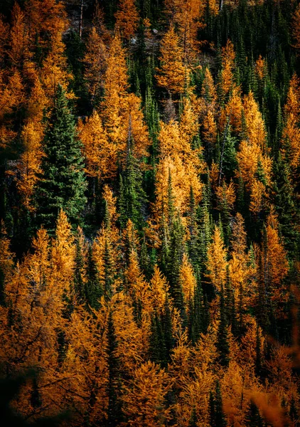 Eine Vertikale Luftaufnahme Der Bunten Bäume Eines Waldes Herbst — Stockfoto