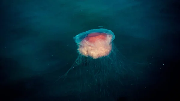 Eine Nahaufnahme Einer Leuchtend Rosa Qualle Unter Wasser — Stockfoto