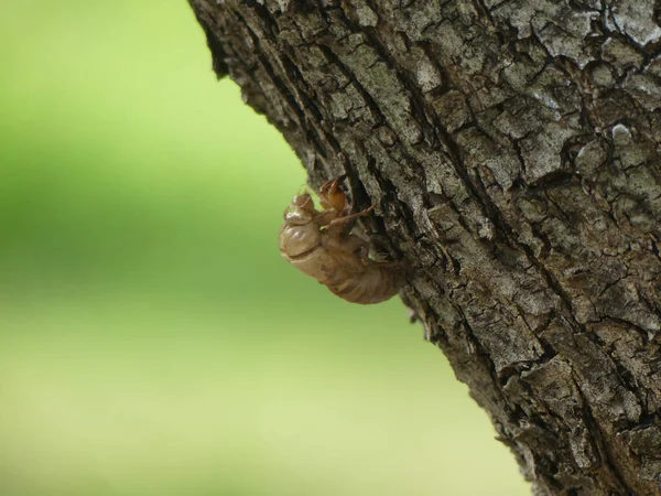 Foco Selectivo Insecto Capullo Cigarra Una Rama Árbol Sobre Fondo —  Fotos de Stock