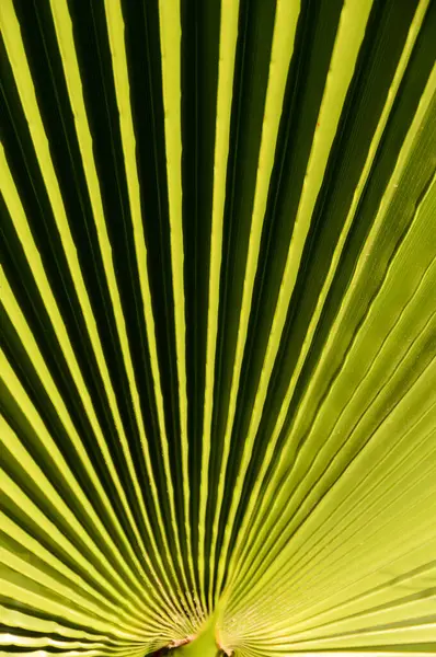 Függőleges Lövés Zöld Levelek Textúra Tökéletes Tapéta — Stock Fotó