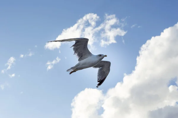 Gabbiano Aringa Bianca Europea Che Vola Contro Cielo Blu Nuvoloso — Foto Stock