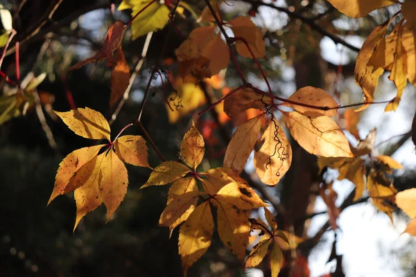 Eine Nahaufnahme Der Blätter — Stockfoto