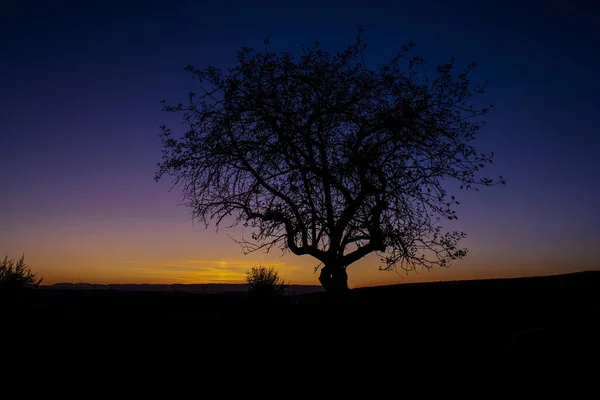 Silueta Stromu Poli Během Krásného Východu Slunce Jitra — Stock fotografie