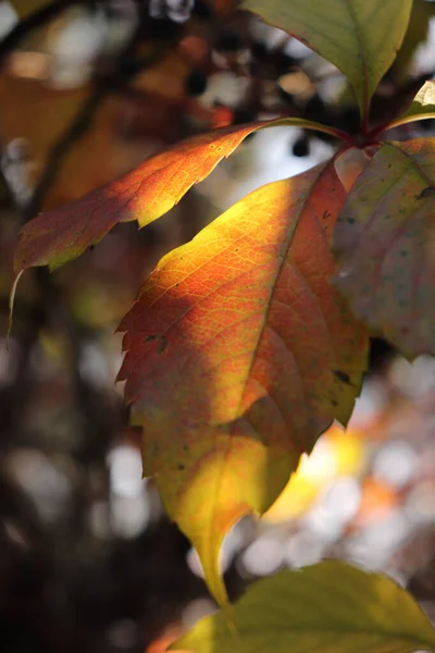 Detailní Záběr Listí — Stock fotografie