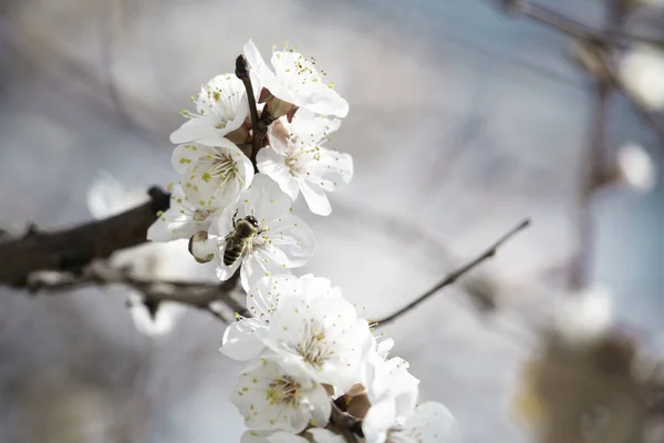 Una Macro Toma Una Abeja Recogiendo Polen Sobre Flores Cerezo — Foto de Stock