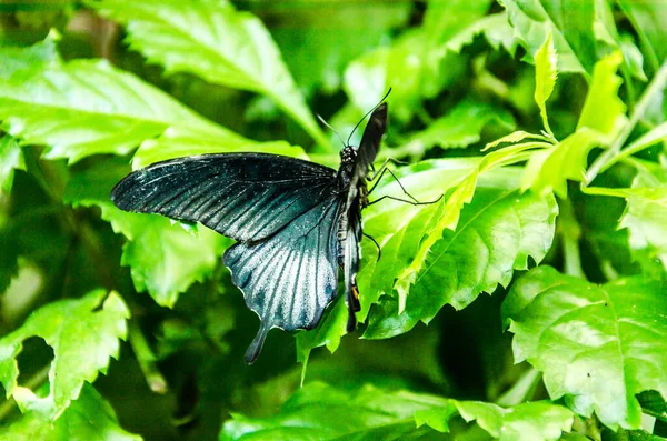 Papilio Memnon Borboleta Lepidopteron — Fotografia de Stock