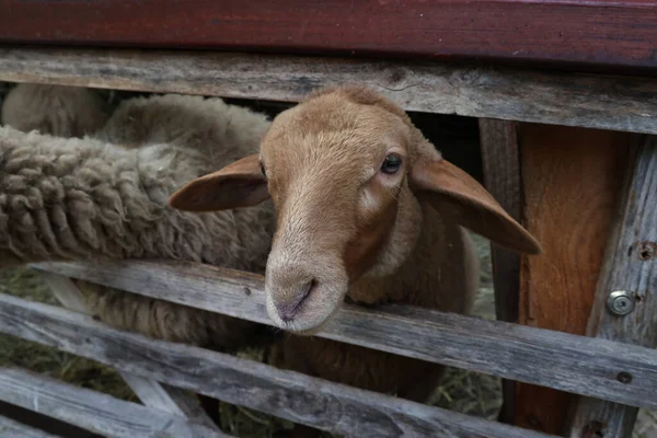 Zbliżenie Zabawnej Owcy Wychodzącej Zza Drewnianego Ogrodzenia Farmie — Zdjęcie stockowe