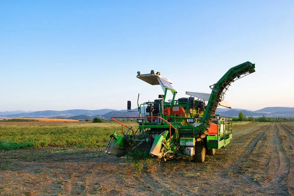 Plan Une Machine Industrielle Cueillette Tomates Travaillant Sur Terrain Par — Photo