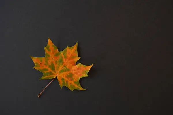 Horní Pohled Podzimní Javorový List Kopírovacím Prostorem — Stock fotografie