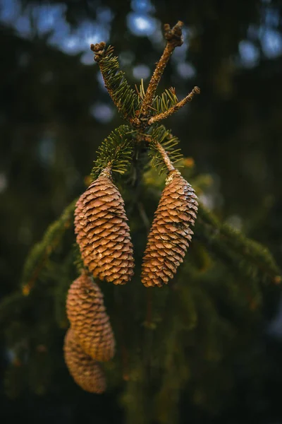 Tiro Foco Seletivo Cones Pinheiro Uma Árvore — Fotografia de Stock