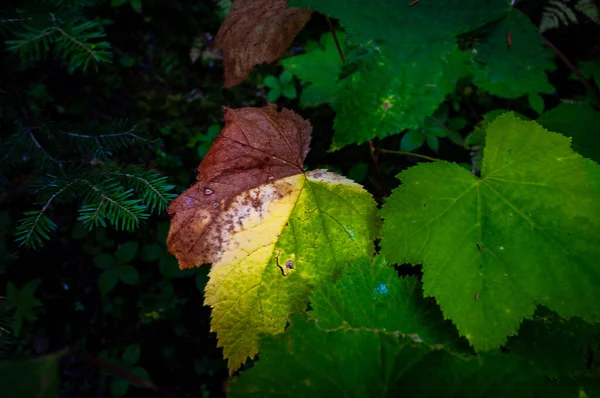 Close Das Três Folhas Coloridas Uma Floresta Agradável Outono — Fotografia de Stock