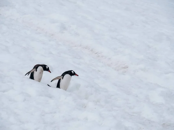 Pár Tučňáků Sněhu Antarktidě — Stock fotografie