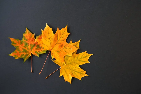 Верхний Вид Осенних Листьев Копировальным Пространством — стоковое фото