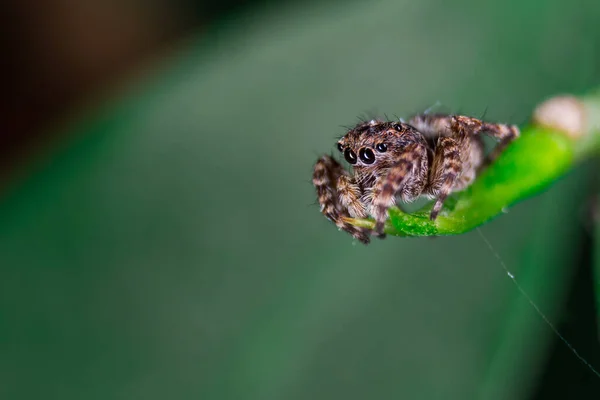 Una Macro Toma Una Araña Hoja Una Planta Aire Libre — Foto de Stock