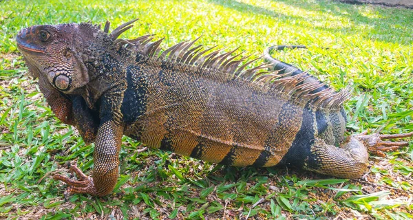 Belo Tiro Uma Iguana Livre Grama Luz Dia — Fotografia de Stock