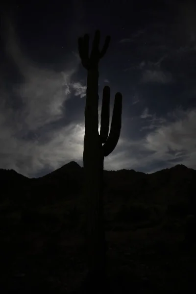 Silhouette Cactus Plant Mountain Peak Dawn — Stock Photo, Image