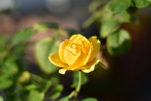 Macroplano Una Rosa Amarilla Rodeada Hojas — Foto de Stock