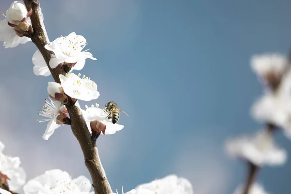 Makroaufnahme Einer Biene Die Pollen Auf Weißen Kirschblüten Sammelt Vor — Stockfoto