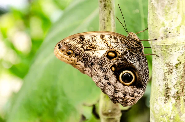 Primer Plano Caligo Memnon Búho Mariposa Lepidópteros Planta —  Fotos de Stock