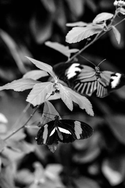 Сірому Масштабі Знімок Сари Довгими Крильцями Рослинах Полі Розмитим Фоном — стокове фото