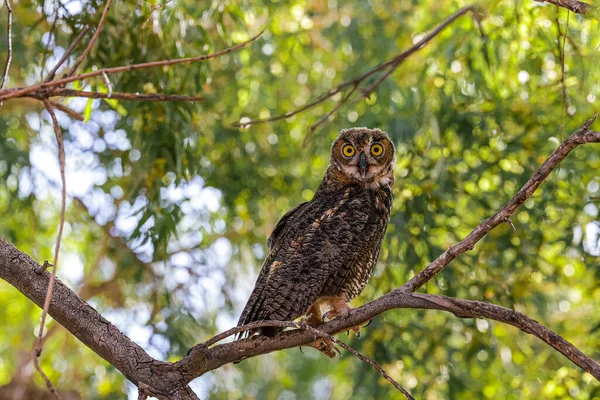 Búho Rama Del Árbol — Foto de Stock