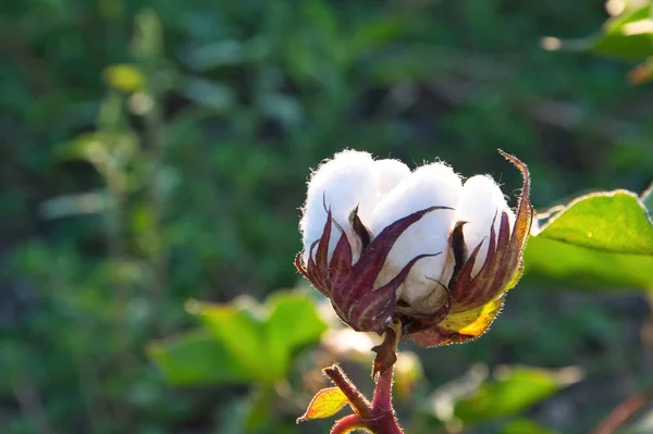 Une Plante Coton Prête Être Récoltée Farsala Thessalie Grèce — Photo