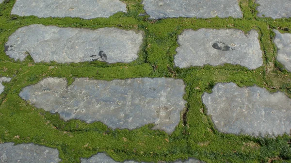 灰色の飛び石の間の緑の苔のトップビュー — ストック写真