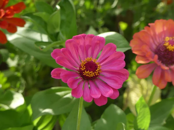 Selektiver Fokus Einer Rosa Blume Auf Einem Verschwommenen Hintergrund Aus — Stockfoto