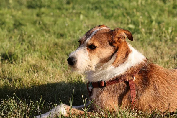 Słodki Pies Terier Jack Russell Parku — Zdjęcie stockowe