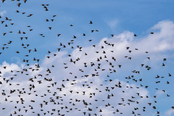 Eine Schöne Aufnahme Von Sternenvögeln Die Den Blauen Himmel Fliegen — Stockfoto