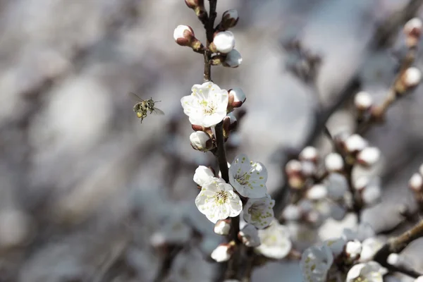 Una Macro Toma Una Abeja Recogiendo Polen Sobre Flores Cerezo — Foto de Stock