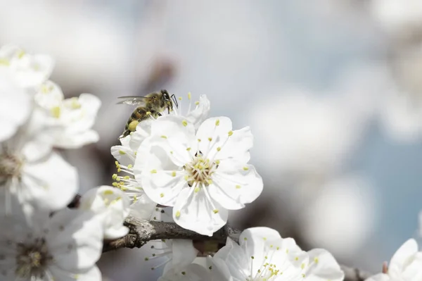 Makroaufnahme Einer Biene Die Pollen Auf Weißen Kirschblüten Sammelt Vor — Stockfoto