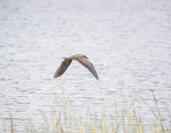 Bulanık Bir Arka Planı Olan Bir Kuşun Yakın Çekimi — Stok fotoğraf