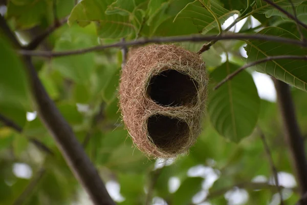 Empty Weaver Bird Nest Made Dry Grass Straw Banana Tree — Stock Photo, Image