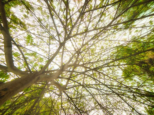 Een Lage Hoek Shot Van Boom Twijgen Takken — Stockfoto