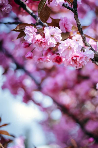 나무에 아름다운 분홍빛 의부드러운 — 스톡 사진