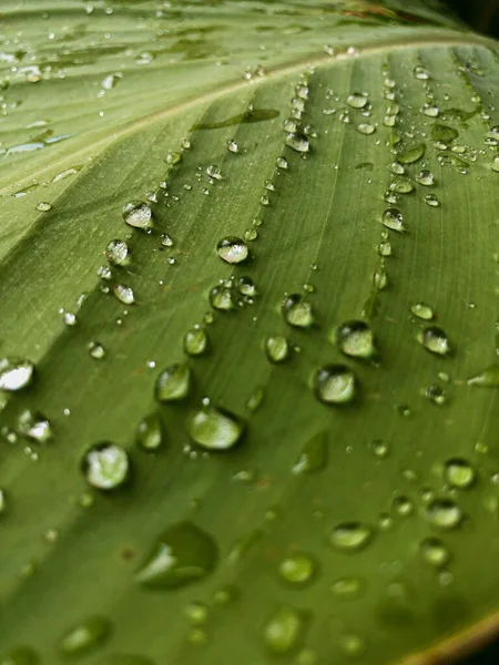Вертикальний Знімок Ватерропів Зеленому Листі — стокове фото