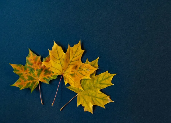 Ein Blick Von Oben Auf Herbstblätter Mit Kopierraum — Stockfoto