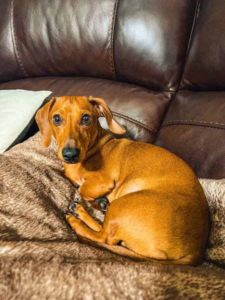 照明の下でソファの上に愛らしい茶色の国内犬の垂直ショット — ストック写真