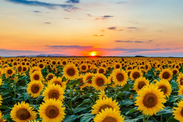 Ein Malerischer Blick Auf Ein Sonnenblumenfeld Und Sonnenuntergang — Stockfoto