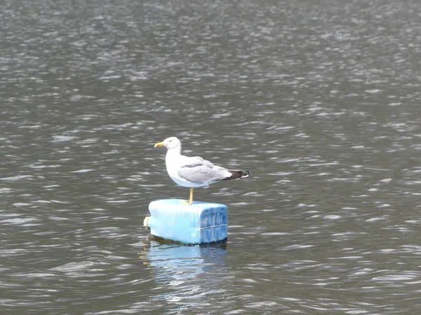 Eine Großaufnahme Einer Möwe Die Auf Einer Blauen Alten Flasche — Stockfoto