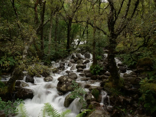 Rio Que Corre Através Uma Floresta — Fotografia de Stock