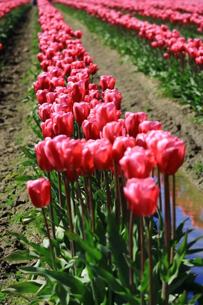 Eine Ordentliche Reihe Schöner Rosa Tulpen Einem Sonnigen Tag — Stockfoto