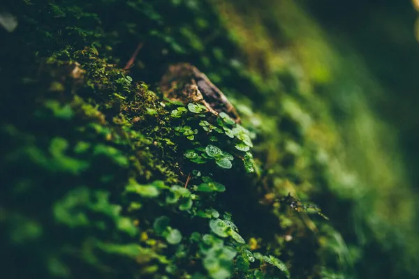 Macroplano Musgo Verde Hojas Bosque —  Fotos de Stock