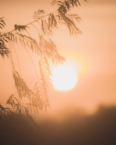 Sylwetka Pięknej Gałęzi Drzewa Spiczastymi Liśćmi Przeciw Jasnym Pomarańczowym Słońcu — Zdjęcie stockowe