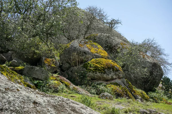 Hermoso Tiro Piedras Musgosas Bosque —  Fotos de Stock