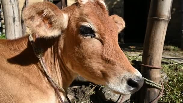 Tiro Close Uma Vaca Uma Fazenda — Vídeo de Stock