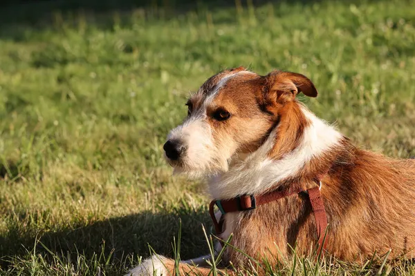 Słodki Pies Terier Jack Russell Parku — Zdjęcie stockowe
